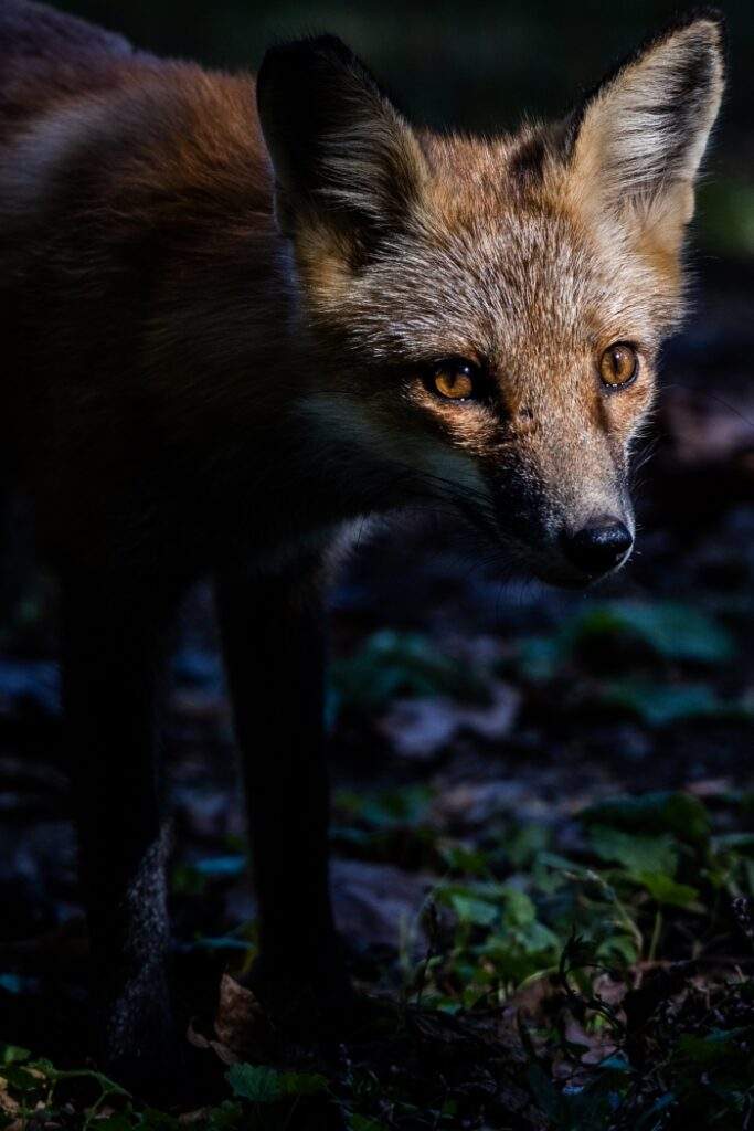 "Fox" by Joseph Bloomfield, Winston Churchill High School