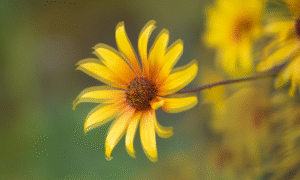 Lori Lankford: Creative Macro Magic – A Hands-On Exploration of Close-Up Flower Photography