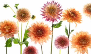 Get Hands-On at MAPV 2025!