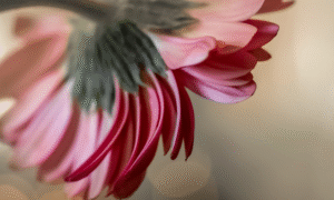 Lori Lankford: Creative Macro Magic – A Hands-On Exploration of Close-Up Floral Photography