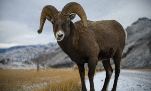 Moose Peterson: Critters – The Story Through the Lens