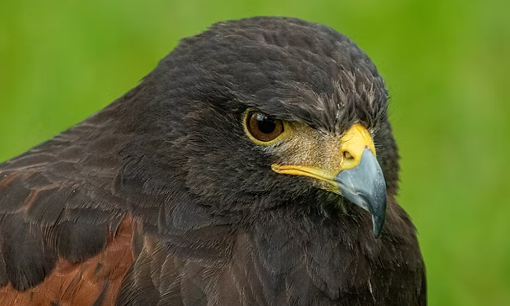 Capture Raptors at Mid‑Atlantic Photo Visions 2025!