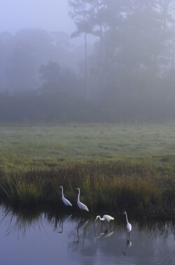 Heron Fog by Dawn Murphy (LRA): Birds Category
