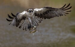 Shake Turn and Twist by Art Cole (MWCC): Birds Category