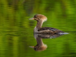 Merganser by Guillermo Olaizola (NBCC): Birds Category
