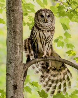 Owl Stretch by Barbara Travis (NVPS): Birds Category