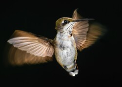 Angel Hummer by Bill Corbett (NVPS): Birds Category