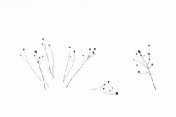 Snow Grass by Daniel Horowitz (NVPS): Flora Category