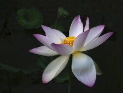 Lotus at Dusk by Kathleen Furey (VPS): Flora Category