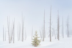Lone Pine by John Thomas (LRA): Landscape Category