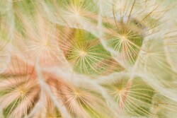 Dandelion Eye by Geff Bourke (LPC): Macro Category