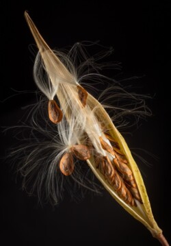 Milkweed by David Terao (NIHCC): Macro Category