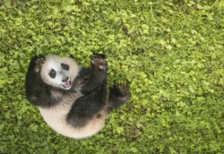 Time to Play by Alton Marsh (LPC): Wildlife Category