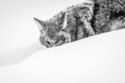 Coyote Stare by Geff Bourke (LPC): Wildlife Category