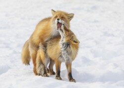 Whisper by My Phuong Nguyen (NIHCC): Wildlife Category