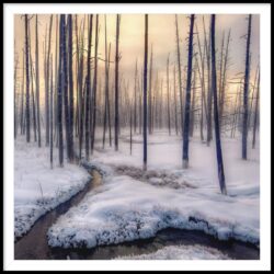 Wintry Morning at the Bobby Socks Trees by Sarah Skerker - Best in Intimate Landscapes
