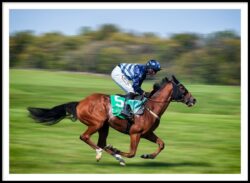 The Home Stretch by Damian Hiccox - Best in Sports, Action and Adventure