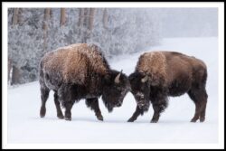 Head to Head by Sarah Skerker - Best in Wildlife