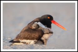 Wing Mom by Rena Schild - Best in Nature - Best in Birds